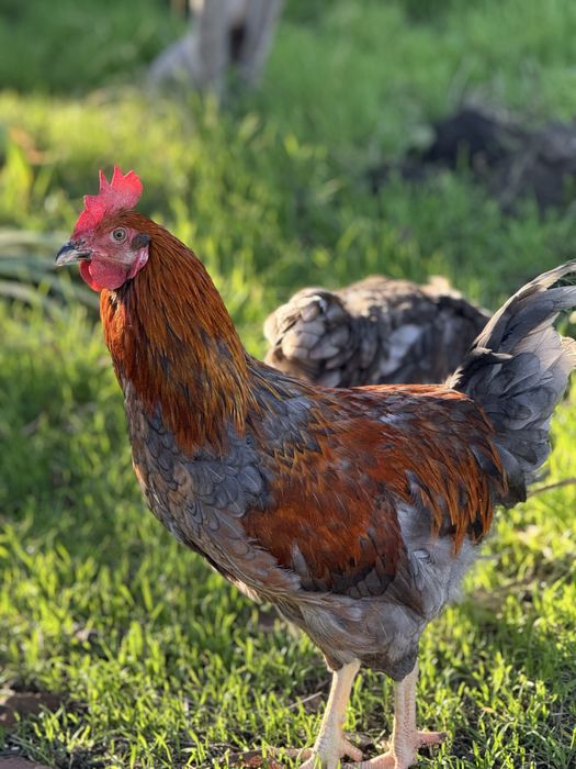 Куры несушки, доминант, ломан браун