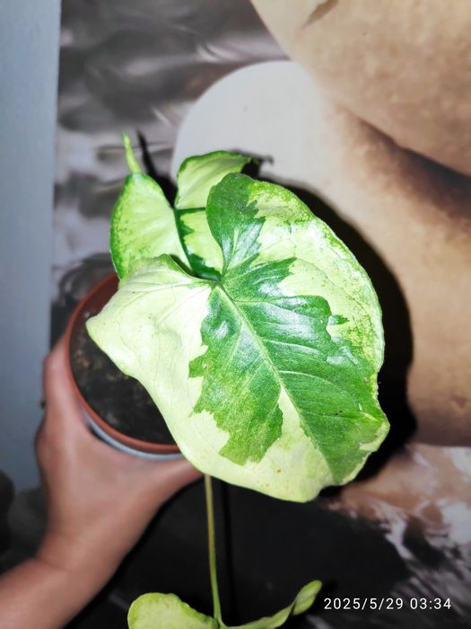 Syngonium 3 kings (Magic Marble)