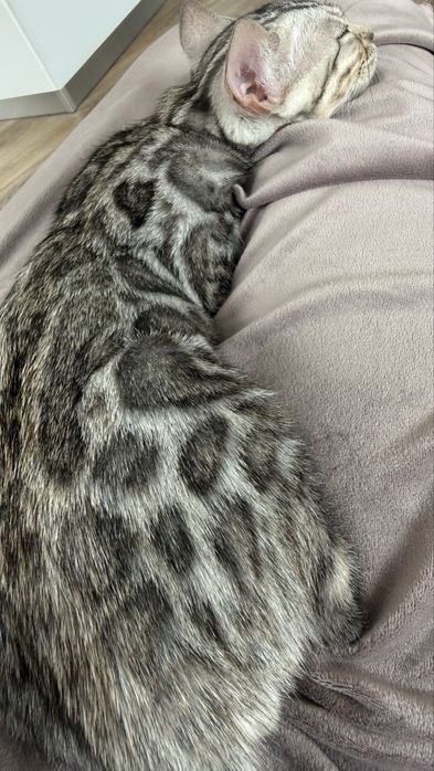 Котенок бенгальской породы