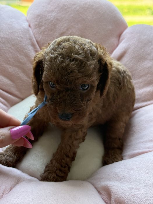 Pudel toy/miniaturka ,chłopak