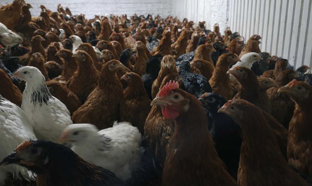 Kurczęta, kurki, kogutki