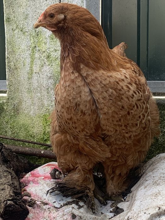 Ovos de galinha ornamental mas comestível brahma só 2 euros