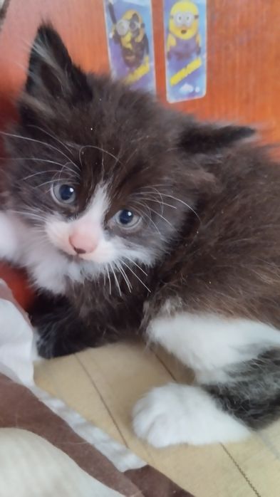 Шикарные котята ищут дом