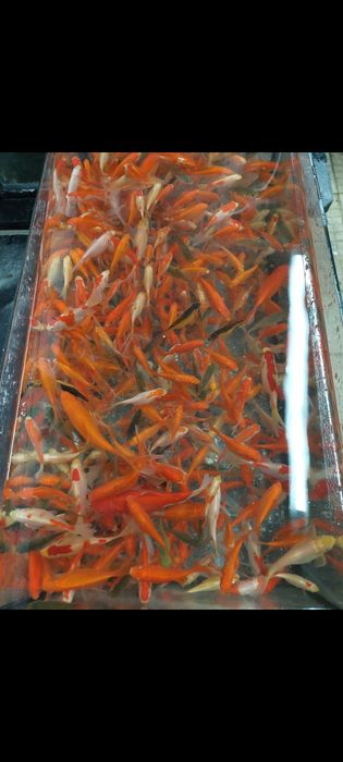 Peixe Goldfish Cometa várias cores