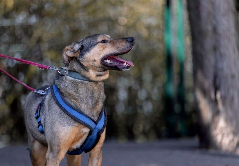 Pandek szuka bezpiecznego domu