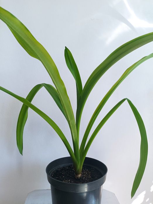 Гіменокаліс та Кринум, лілії азіатські кімнатні