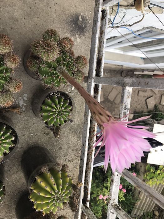 Кактус Echinopsis oxygona та Echinopsis eyriesii