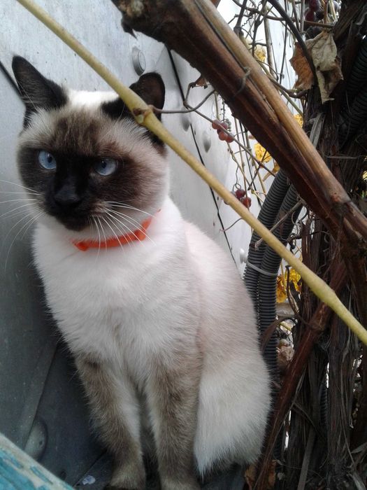 Поверніть будь-ласка мою Алісу!