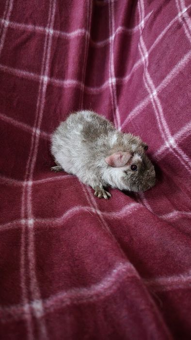 Świnka morska US Teddy