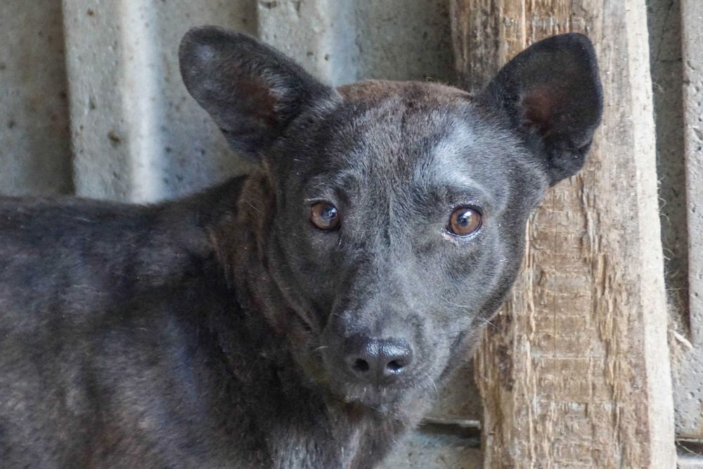 Bornit - niewielki, czarny piesek