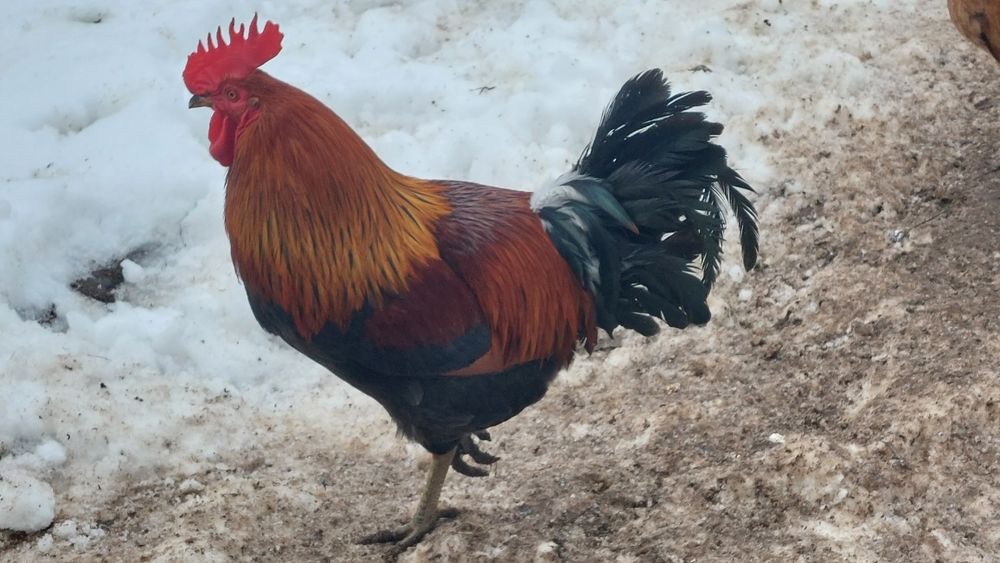 Kogut zielononóżki