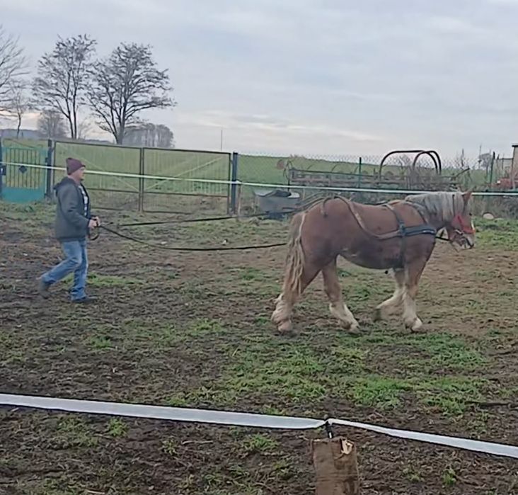 Źrebica zimnokrwista 1.5 roczna