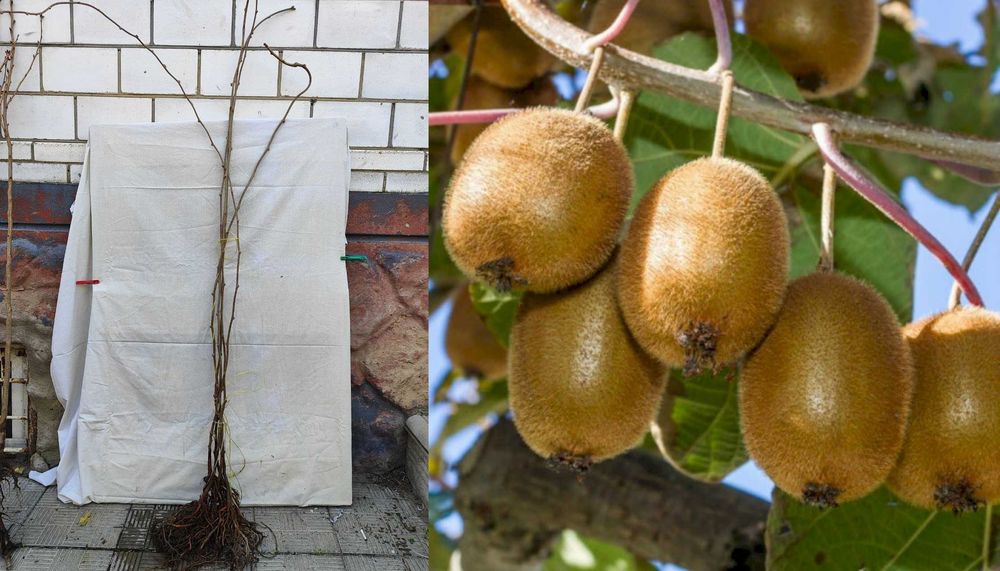 Киви ,Верба на штампе, Хвойные , голубика