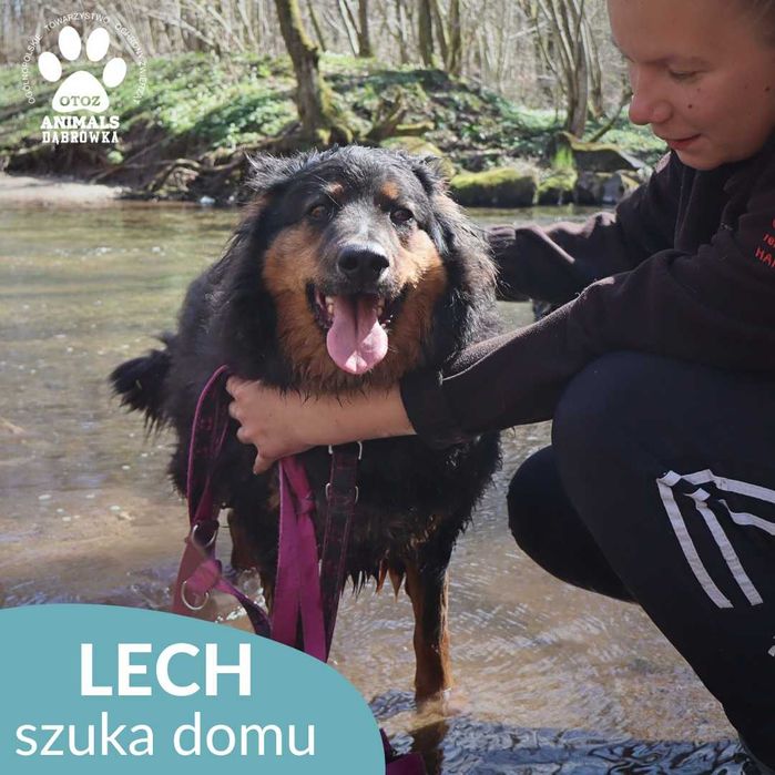 Lech szuka domu!