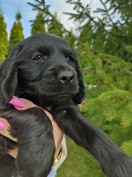 Śliczna suczka rasy Cocker spaniel angielski