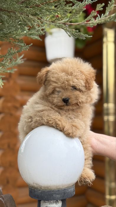 Лапотулька мальтіпушка міні