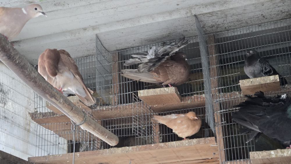 Pombas rabo de leque duplo