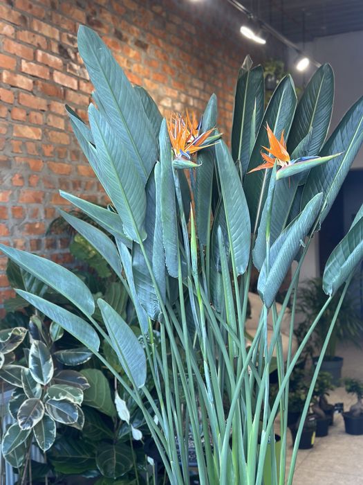 Стреліція Регіна Королівська h 180