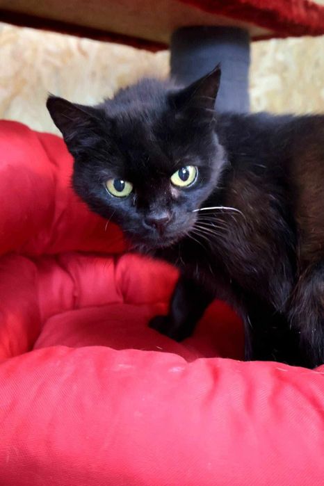 Yoko pilnie szuka domu!