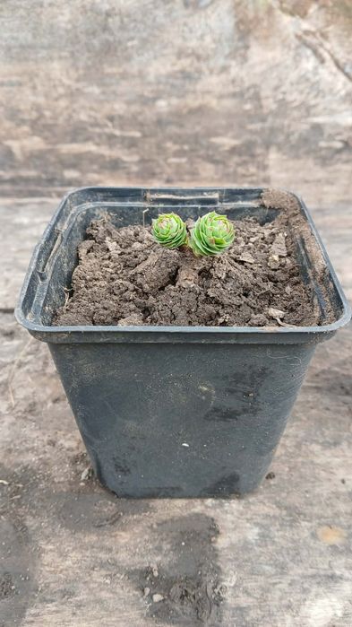 Золотой корень/Родиола