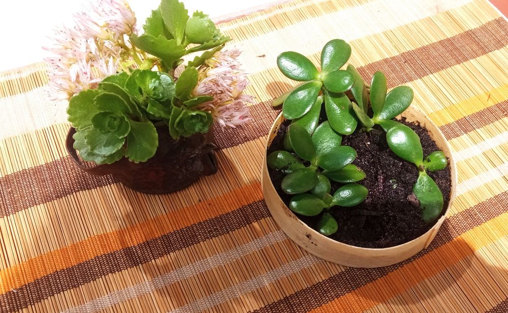 Mini Garden zestaw mini kaktusów w imbryczku żelaznym