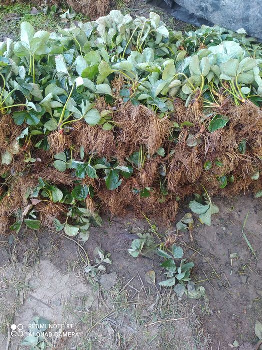 Sadzonki truskawek Haneoye