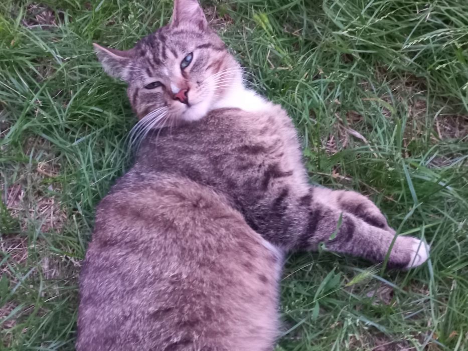 Котик ищет дом и семью