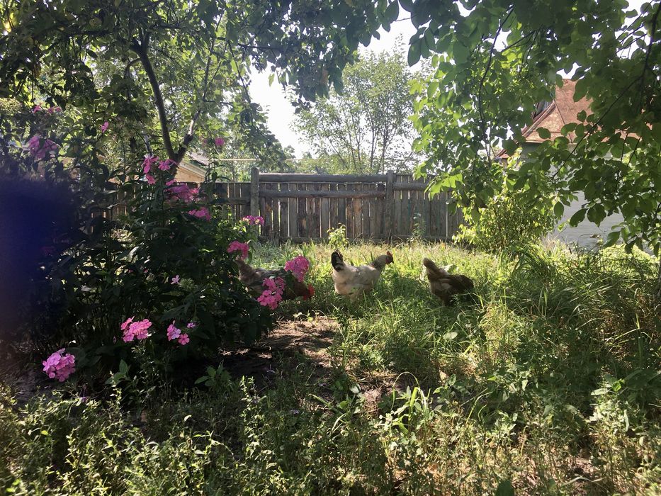 Продам будинок з великою ділянкою в с. Пилиповичі