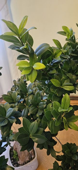 Duży Fikus Ginseng Bonsai (90 cm) w ozdobnej donicy