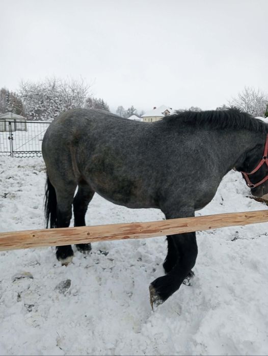 Sprzedam klacz 2.5roku