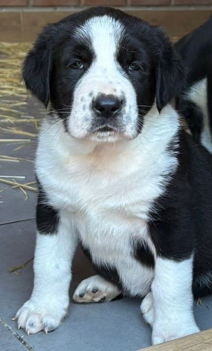 Щенки Среднеазиатской Овчарки