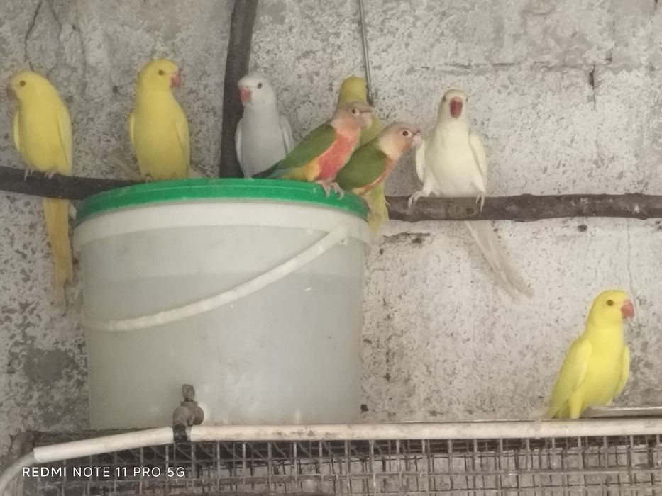Ring necks fêmeas