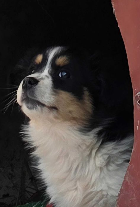 Oddam za darmo pieski