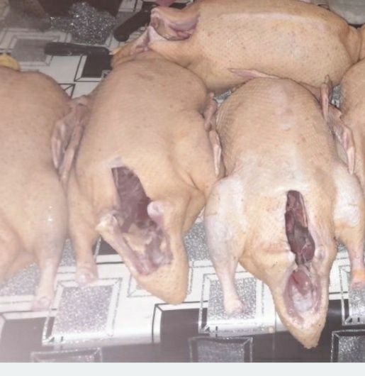 Качки шипуни тушки