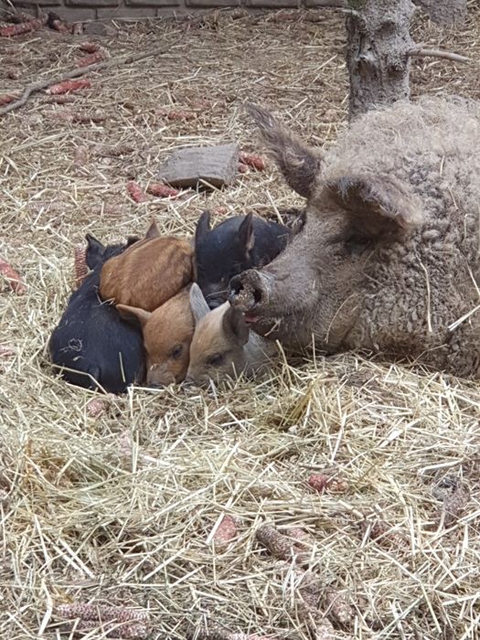 Szynka wieprzowa  wędzona tradycyjnie