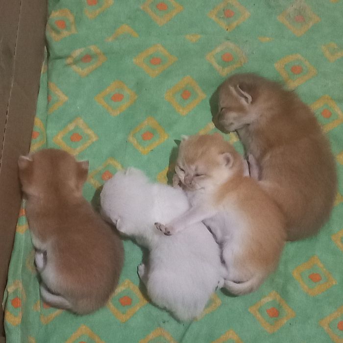 Шотландский кот ,Вязка.