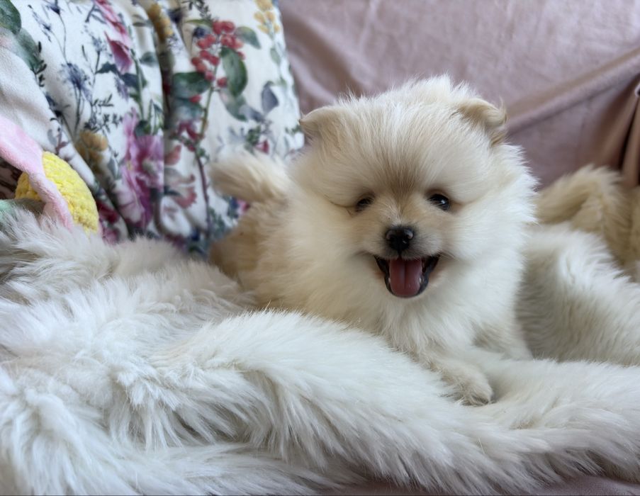 Puchate suczki Szpic miniaturowy Pomeranian
