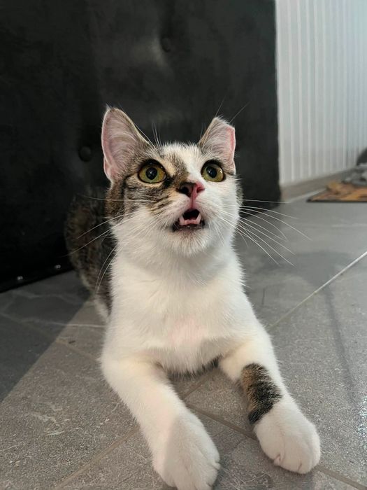 Kotek, kocur, kocurek