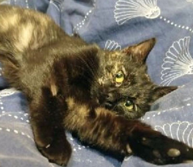 Mokka... szylkretowa piękność szuka domu ...