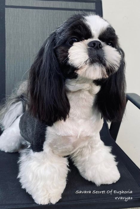 Грумінг Стрижка собак