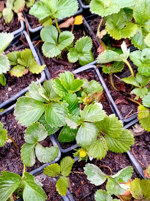 Morangueiro Camarosa em vaso