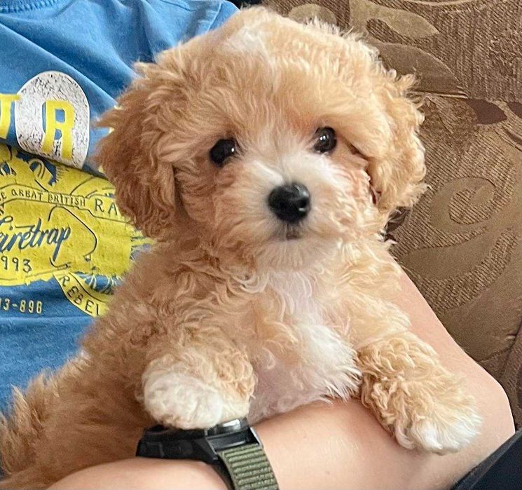 Цуценятко дизайнерської породи мальтіпу з доставкою