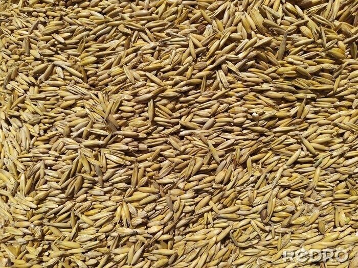 Owies  ziarno workowane