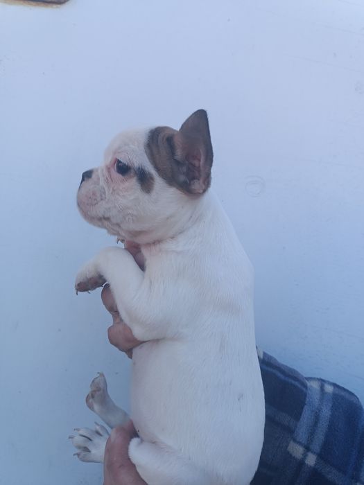 Різних розкрасів, різних цін, різної статі, чистокровні французики