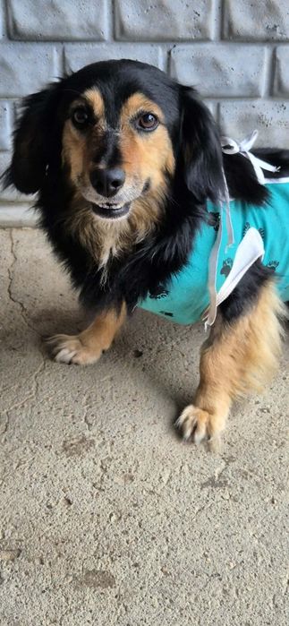 Śliczny, mały chłopczyk do adopcji