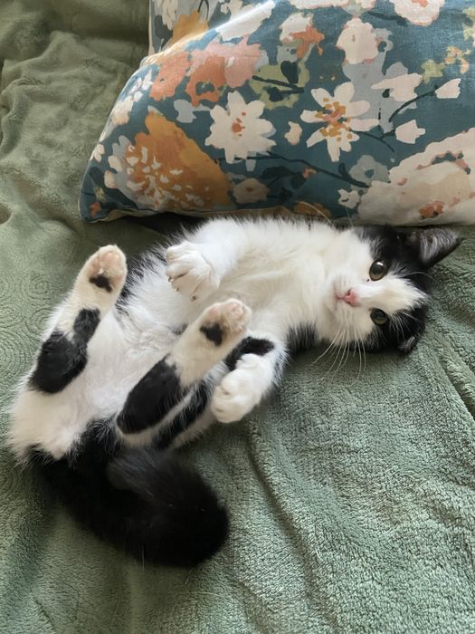 Шукаю родину для кошеняти чорно-біла 4-5 місяців чернівці сторожинець