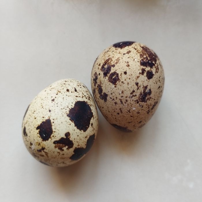 Яйцо перепелиное столовое. Мясо перепела.