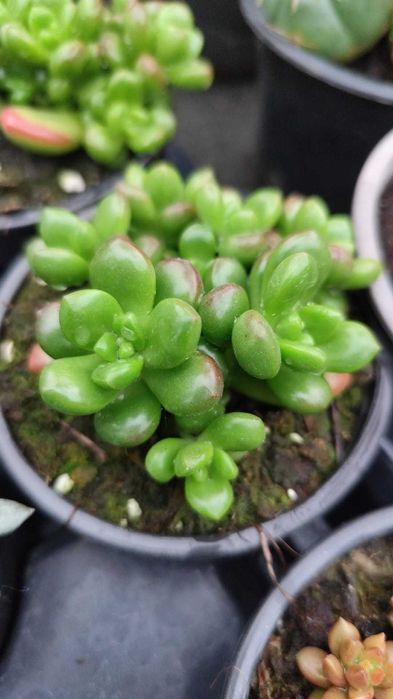 Suculentas com grande variedade