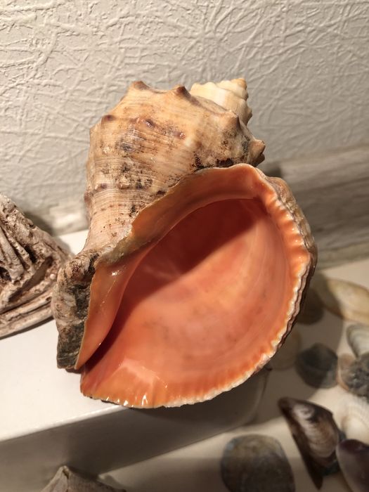 Ракушки, рапаны для аквариума