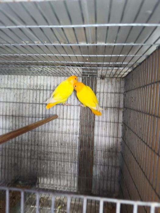 Casais agapornis mais gaiola